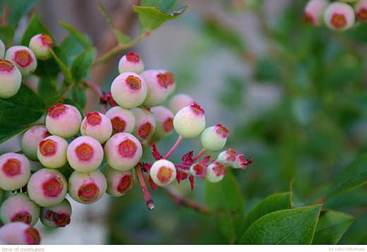 �ѓc�ʐ^�@��